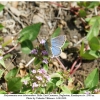 polyommatus eros tshetvericovi male3